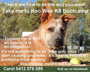 Koo Wee K9 Bootcamp Pic 3