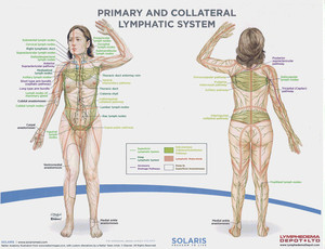 Mother Goddess Massage & Natural Therapies Pic 5 - Lymphatic Drainage