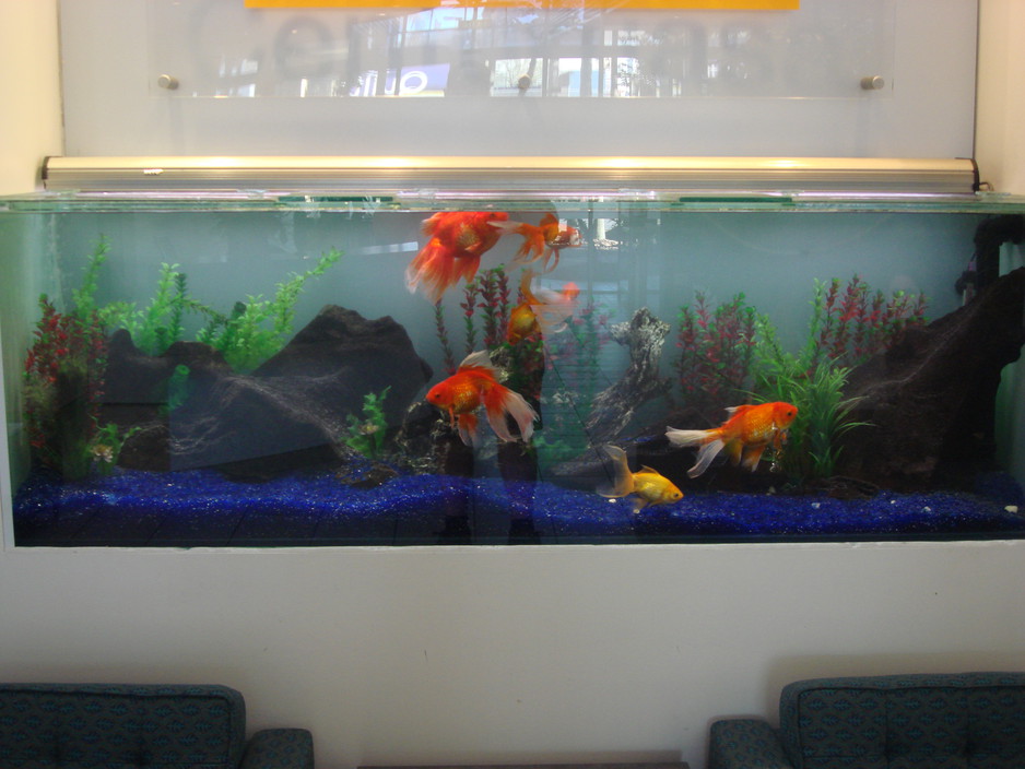 Nautilus Aquatics Aquarium Maintenance Pic 1 - aquariums are a great talking piont for your customers