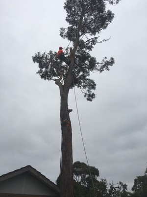 C & S Tree Services Pic 5