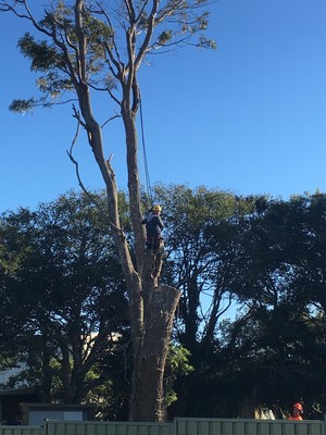 C & S Tree Services Pic 4