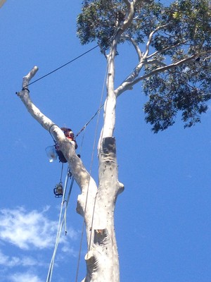 C & S Tree Services Pic 3