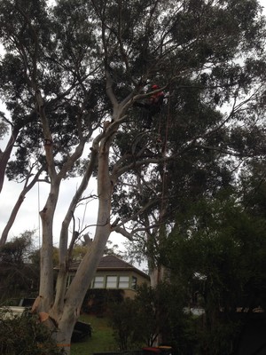 C & S Tree Services Pic 2