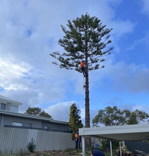 Prestige Tree Services Pic 3