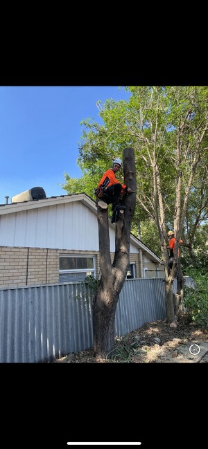 Prestige Tree Services Pic 2