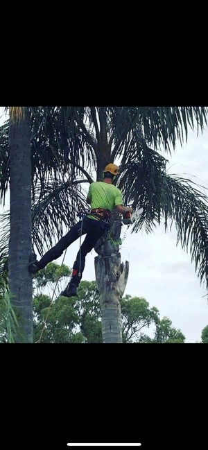 Prestige Tree Services Pic 4