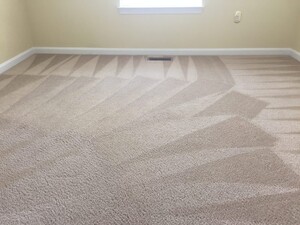 Carpet Cleaning Moorooka Pic 3