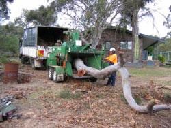 All Hills District Tree Services Pty Ltd Pic 3 - after we bring the tree down we turn it into woodchips for gardens