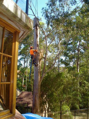 All Hills District Tree Services Pty Ltd Pic 5 - call now and let us take care of your tree problem asap