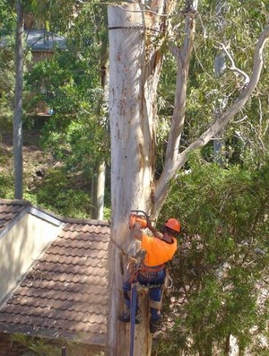 All Hills District Tree Services Pty Ltd Pic 2 - difficult trees brought down safely