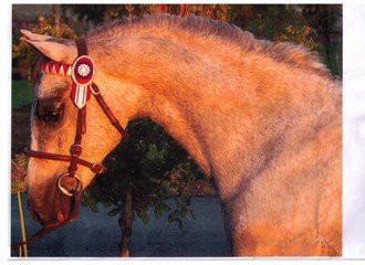 TTH Performance Horses & Ponies Pic 1 - avalon reign nimue