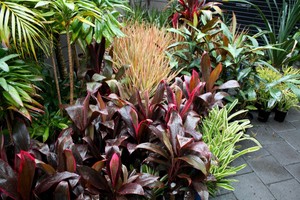 Bamboo South Coast Pic 3 - Foliage plants in pots