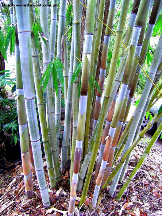 Bamboo South Coast Pic 1 - Ghost bamboo