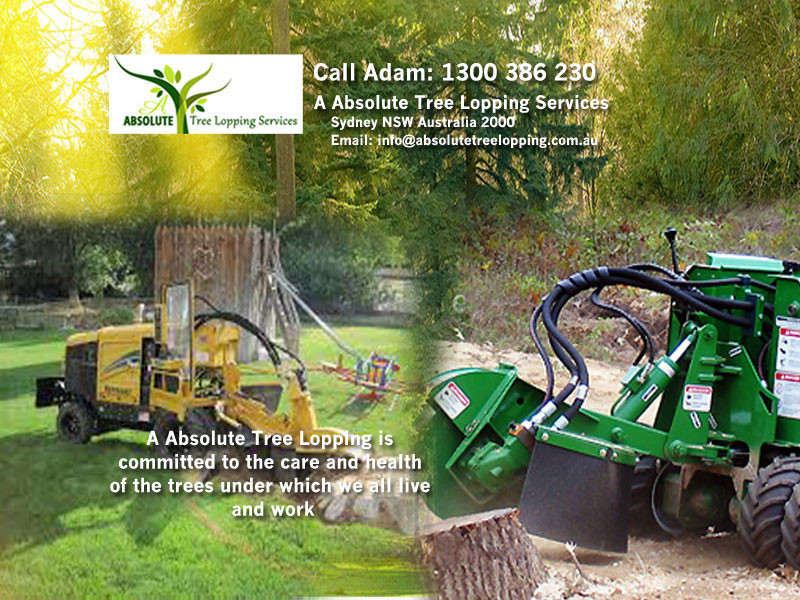 A Absolute Tree Lopping Services Pic 1 - A Absolute Tree Lopping Services