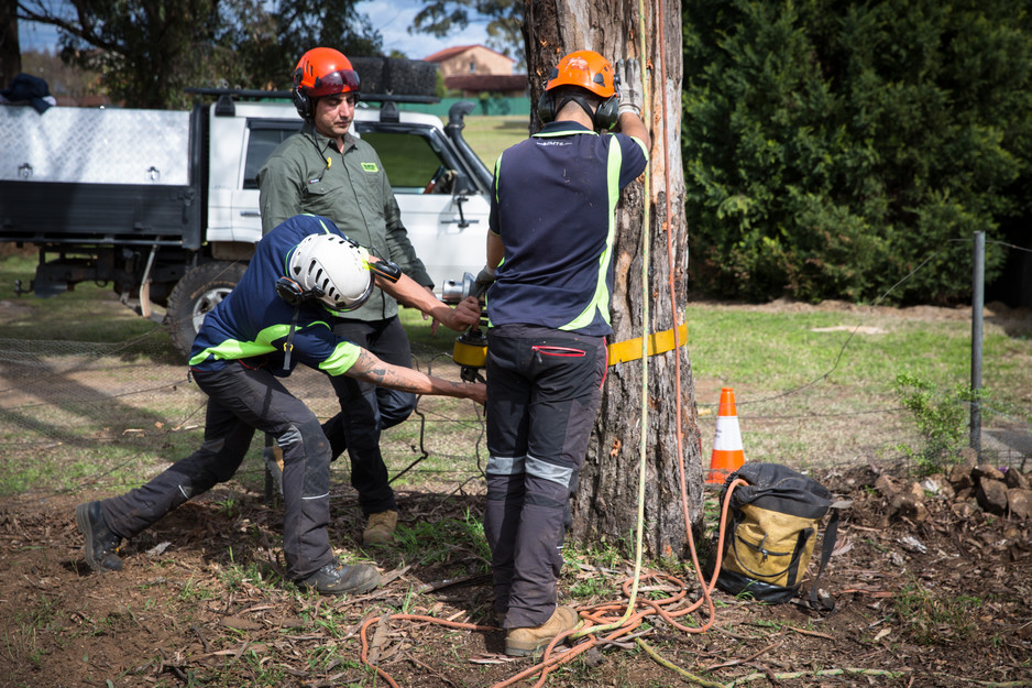 Sydney City Mulch & Tree Services Pic 1