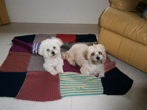 DOGGIE HOMESTAY Pic 2