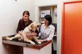 Glen Iris - Preventative Care, Surgeons, Veterinary Clinic Pic 1