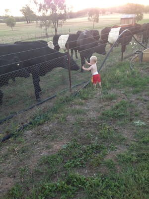 Murrumbidgee Security Fencing & Gates Pic 3 - Rural Fencing