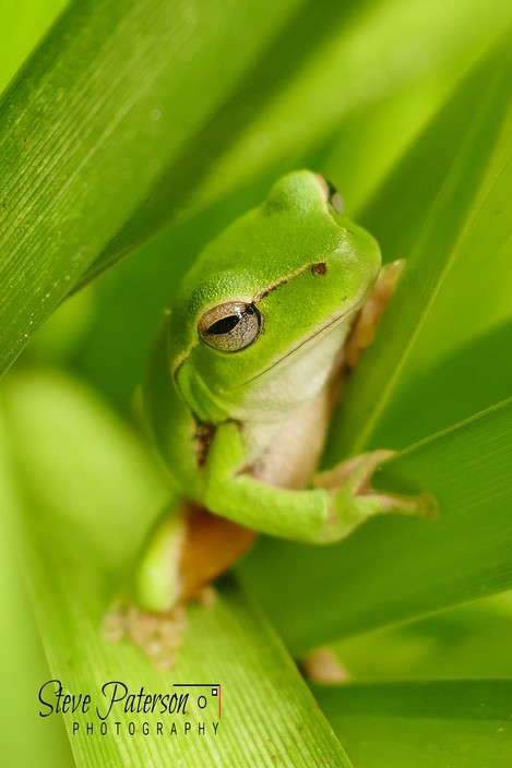 Steve Paterson Photography Pic 1 - Healing Leafgreen tree frog 4cm long Hunts Creek Sydney