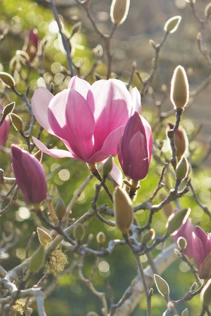 Steve Paterson Photography Pic 4 - The right light Magnolia Carlingford Sydney