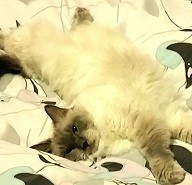 Lush Pet Care Pic 2 - Meet Trinity the ragdoll thats such a Lush