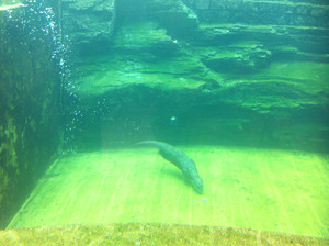 Taronga Western Plains Zoo Pic 5 - He otter be able to swim well