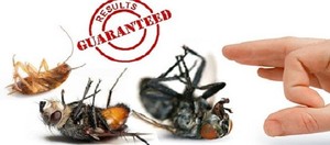 Chambers Pest Solutions Pic 2 - pest control guaranteed