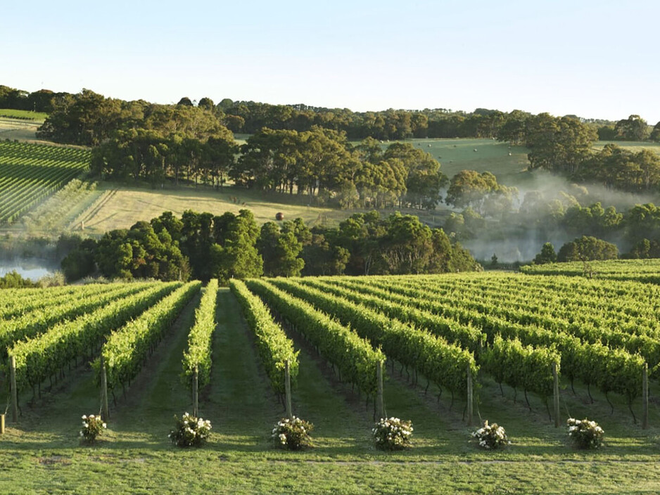 Vinetrekker Wine and Food Tours Pic 1