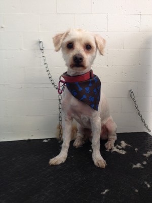 Clovelly Dog-O-Mat Pic 4 - Pablo gets a summer cut such a cutie Hard work but cute