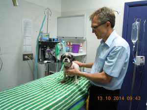 Berry Haven Veterinary Group Pic 4 - Mark checking a patient over prior to surgery