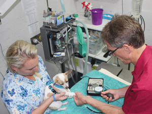 Berry Haven Veterinary Group Pic 5 - Rebecca and Mark recording a dogs blood pressure