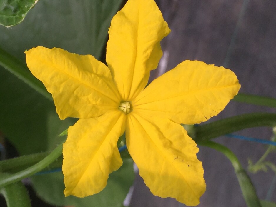 Horti-Pride Pty Ltd Pic 1 - Cucumber flower