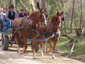 Horsemans Playground Pic 3 - Picnic tour in the Woolshed Valley Beechworth