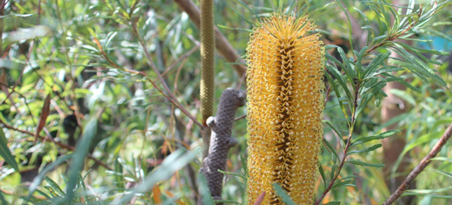 Hungry Gecko Gardens Pic 1