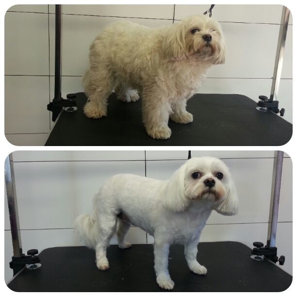 Le Clips Grooming Pic 1 - Before after