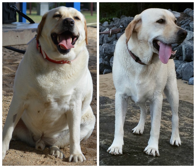 K9 Weight Challenge Pic 1 - 16 kg weight loss has transformed this labradors life