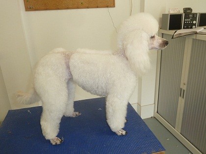 Classic K9 Dog Grooming Pic 1