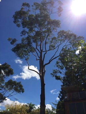 Viking Tree Services Pic 3 - After prune VIKING TREE SERVICES Arboriculture Tree Management