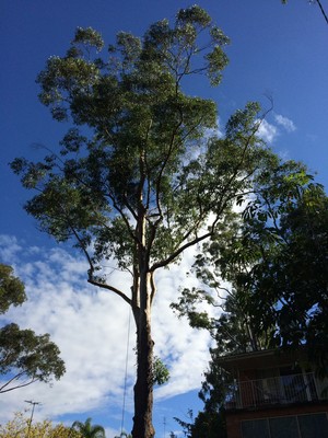 Viking Tree Services Pic 2 - Before prune VIKING TREE SERVICES Arboriculture Tree Management