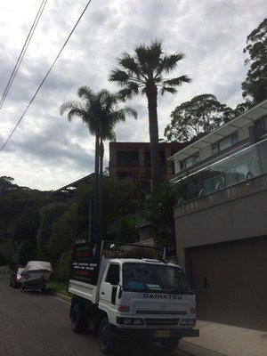 Viking Tree Services Pic 5 - Palm after prune VIKING TREE SERVICES Arboriculture Tree Management