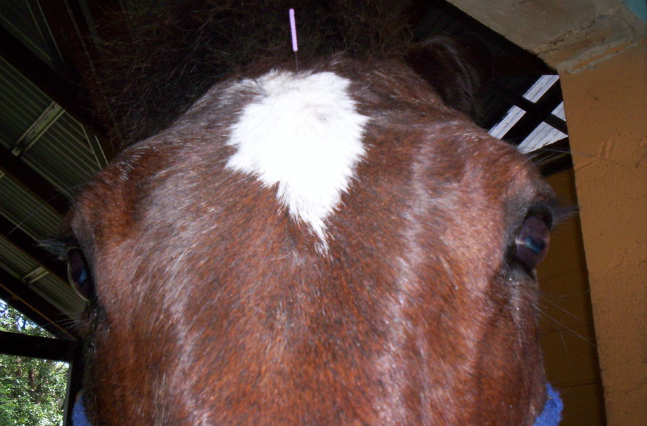 BluAura Therapies - Equine Acupuncture Pic 2