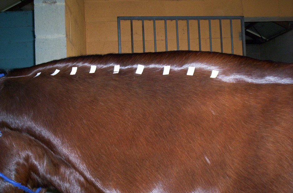 BluAura Therapies - Equine Acupuncture Pic 1