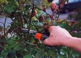 Compleat Gardens Pic 1 - Professional Pruning