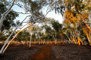 Red Dirt Australia Pic 3 - Newman WA