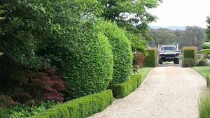 Aussie Tree Fellers Pic 2 - Pruning and Hedging services