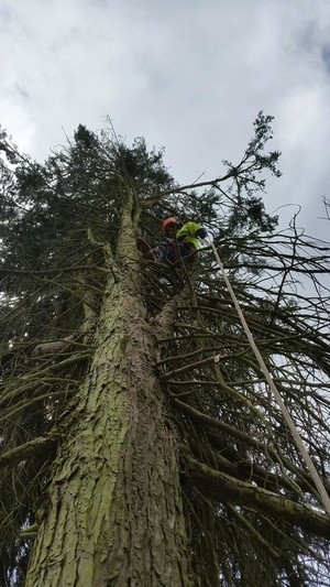 Aussie Tree Fellers Pic 3 - Large tree specialists