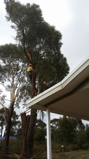 Aussie Tree Fellers Pic 4 - Climbers available for confined space