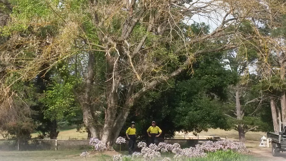 Aussie Tree Fellers Pic 1 - Maintenance and Hazard Assesments