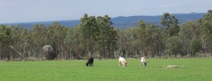 Goat Rock Camping Ground & Tourist Park Pic 3 - Local residents enjoying the camping ground