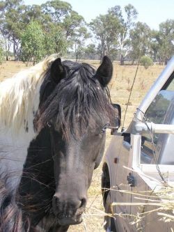 Canterin Park Pic 1 - tuxedo beat 13hh pinto stallion standing at stud